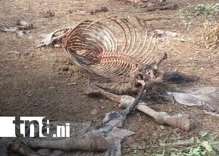 Foto: Destace de caballos y posible distribución en mercados de Managua y Tipitapa / TN8