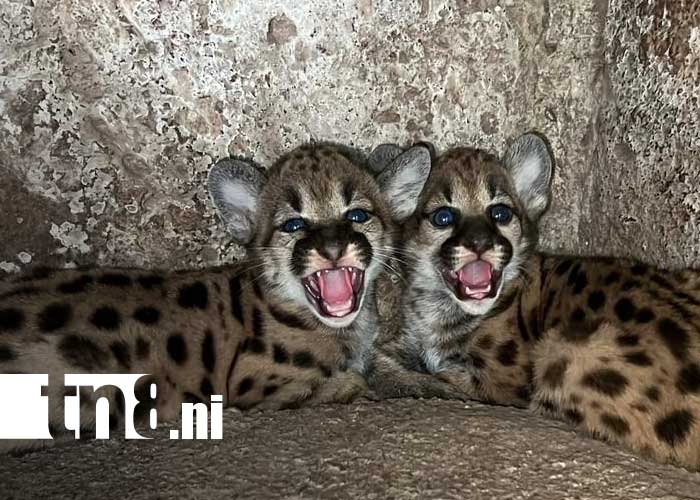 Foto: Cachorros de puma en el Zoológico de Juigalpa / TN8