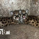Foto: Cachorros de puma en el Zoológico de Juigalpa / TN8