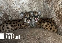 Foto: Cachorros de puma en el Zoológico de Juigalpa / TN8