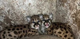 Foto: Cachorros de puma en el Zoológico de Juigalpa / TN8