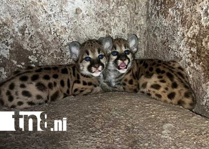 Foto: Cachorros de puma en el Zoológico de Juigalpa / TN8