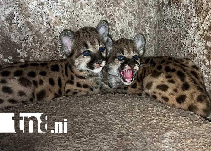 Foto: Cachorros de puma en el Zoológico de Juigalpa / TN8