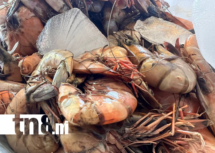 Foto: Pescado mareño fresco y económico en Israel Lewites /TN8
