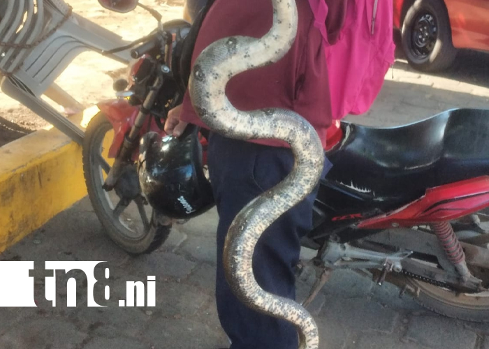 Foto: Tremendo susto en Rivas: boa sale del motor de un carro /TN8