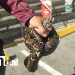 Foto: Tremendo susto en Rivas: boa sale del motor de un carro /TN8