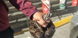 Foto: Tremendo susto en Rivas: boa sale del motor de un carro /TN8
