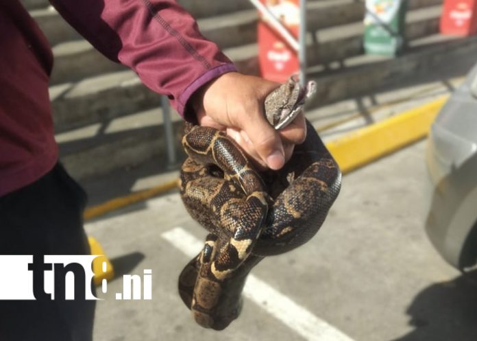 Foto: Tremendo susto en Rivas: boa sale del motor de un carro /TN8