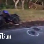Foto: Accidente mortal deja a joven fallecido en Granada / TN8