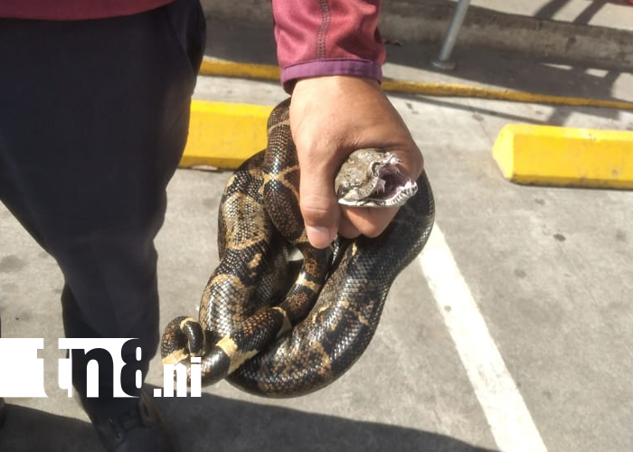 Foto: Tremendo susto en Rivas: boa sale del motor de un carro /TN8