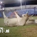 Foto: Lazador de toros resulta herido en barrera de Tola, Rivas / TN8