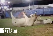 Foto: Lazador de toros resulta herido en barrera de Tola, Rivas / TN8