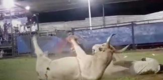 Foto: Lazador de toros resulta herido en barrera de Tola, Rivas / TN8