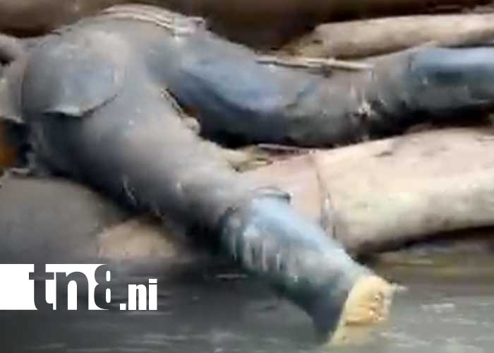 Foto: Muerte de un hombre en un río de Bocana de Paiwas, Caribe de Nicaragua / TN8