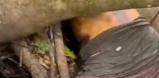 Foto: Muerte de un hombre en un río de Bocana de Paiwas, Caribe de Nicaragua / TN8