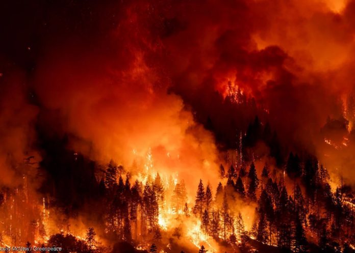 Foto: Duelo por los 21 muertos de los incendios en Chile /Cortesía