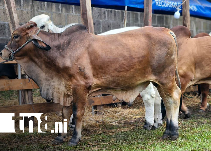 Foto: Feria Agropecuaria Ríos de Leche 2026 en Santo Tomás/TN8