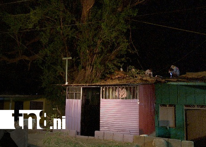 Foto: Vecinos piden corte total de árbol centenario tras caer rama sobre dos viviendas en Managua/TN8