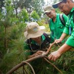Foto: Jinotega y Madriz: MARENA inicia monitoreo de bosques de pino / Cortesía