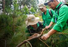 Foto: Jinotega y Madriz: MARENA inicia monitoreo de bosques de pino / Cortesía