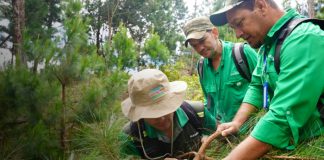 Foto: Jinotega y Madriz: MARENA inicia monitoreo de bosques de pino / Cortesía