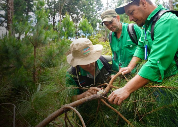 Foto: Jinotega y Madriz: MARENA inicia monitoreo de bosques de pino / Cortesía