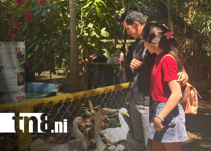 Foto: Familias nicaragüenses abarrotan el Zoológico Nacional en jornada educativa/TN8