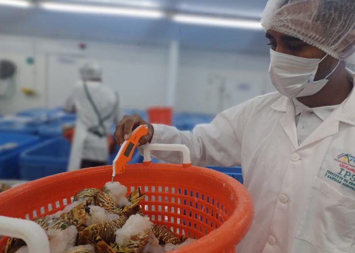 Foto: Langosta nicaragüense llega a China y Europa/Cortesía