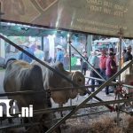Foto: Feria ganadera en Matagalpa impulsa economía 2026/TN8