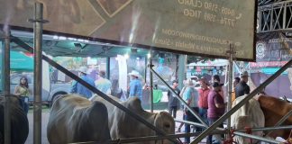 Foto: Feria ganadera en Matagalpa impulsa economía 2026/TN8