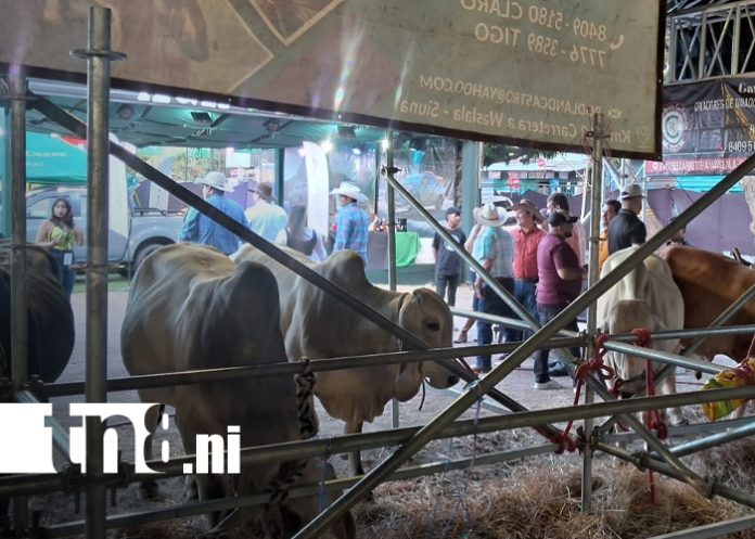 Foto: Feria ganadera en Matagalpa impulsa economía 2026/TN8