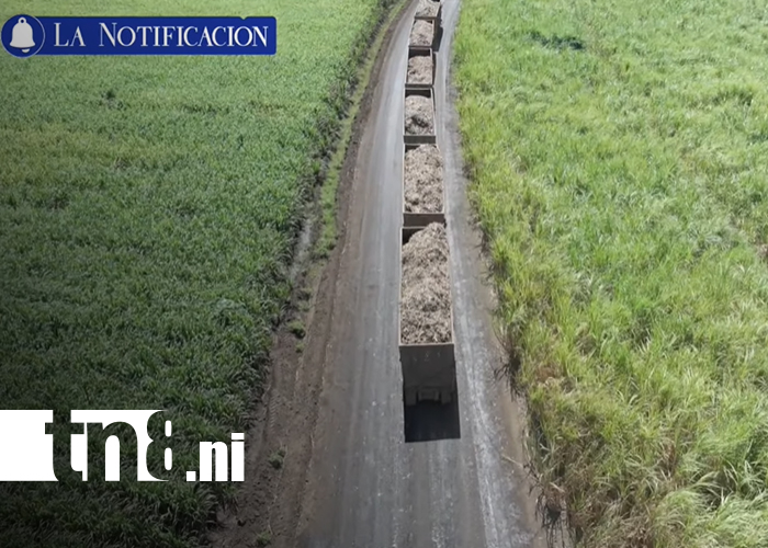 Foto: Oro Blanco de Nicaragua: el azúcar impulsa la economía y la innovación agrícola/TN8