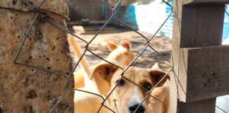 Foto: El trabajo diario de Casa Hogar Lucito /cortesía