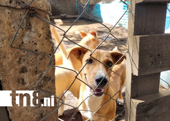 Foto: El trabajo diario de Casa Hogar Lucito /cortesía