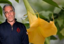 ¿Epstein usaba “floripón” para drogar a sus víctimas? Esto se sabe Foto: Jeffrey Epstein vuelve a la polémica /cortesía