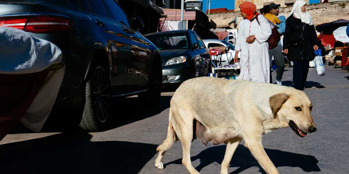 Foto: Polémica en Marruecos: acusan exterminio de perros por el Mundial 2030 / Cortesía