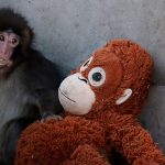 Foto: Un pequeño macaco, un peluche y un fenómeno viral: la historia de Punch/Cortesía