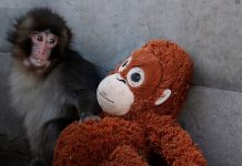 Un pequeño macaco, un peluche y un fenómeno viral: la historia de Punch Foto: Un pequeño macaco, un peluche y un fenómeno viral: la historia de Punch/Cortesía