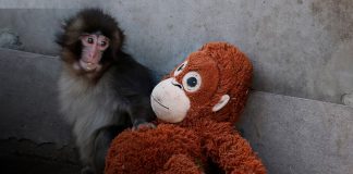 Foto: Un pequeño macaco, un peluche y un fenómeno viral: la historia de Punch/Cortesía