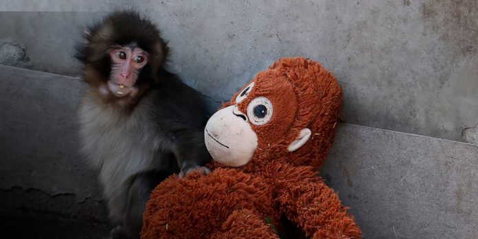 Foto: Un pequeño macaco, un peluche y un fenómeno viral: la historia de Punch/Cortesía