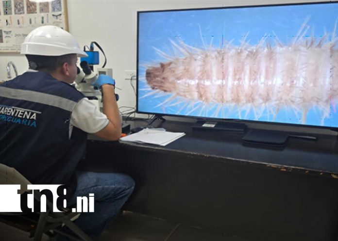 Foto: IPSA refuerza vigilancia para proteger producción agropecuaria/Cortesía