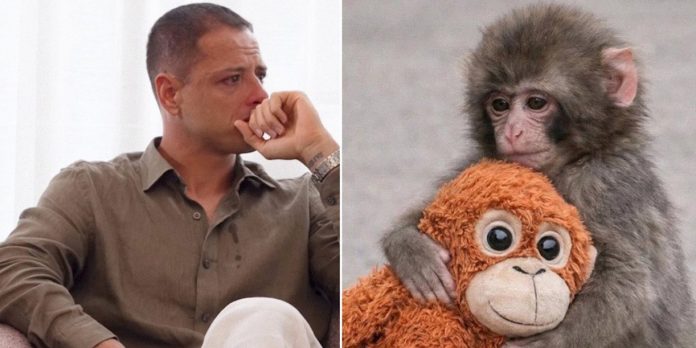 Foto: De viral a reflexión: Chicharito y el mensaje detrás de Punch / Cortesía