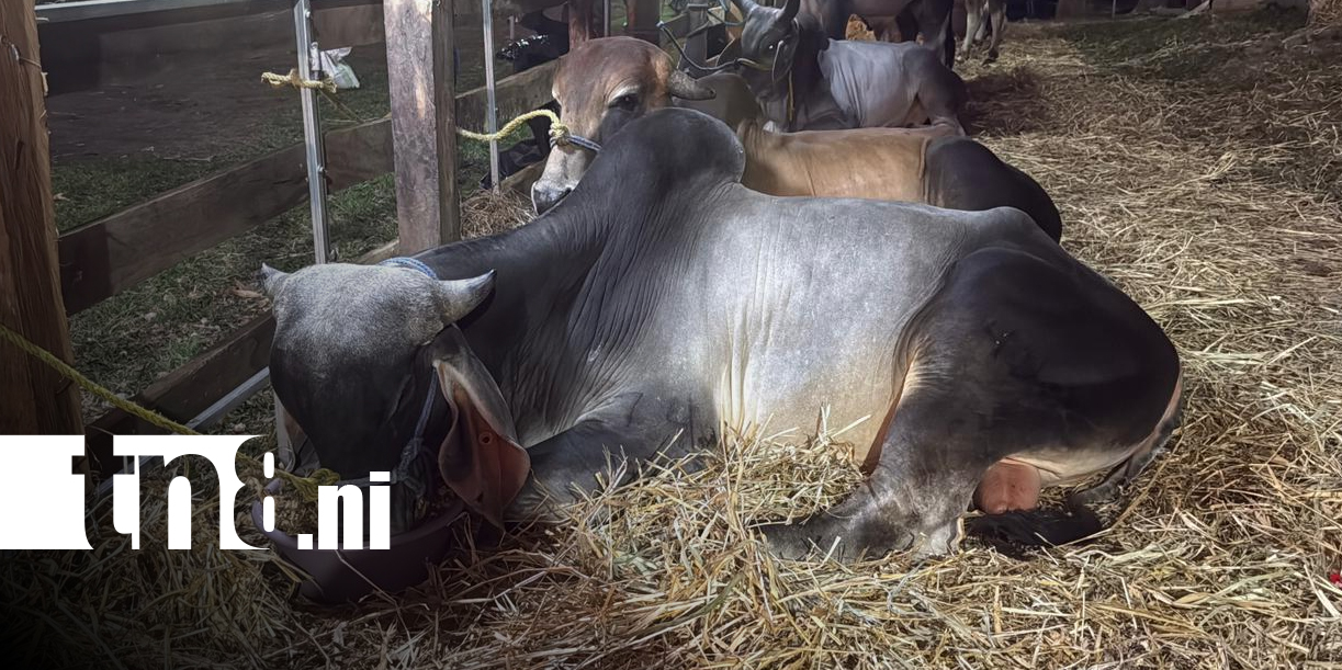 Foto: Feria Agropecuaria Ríos de Leche en Santo Tomás, Chontales 2026/TN8