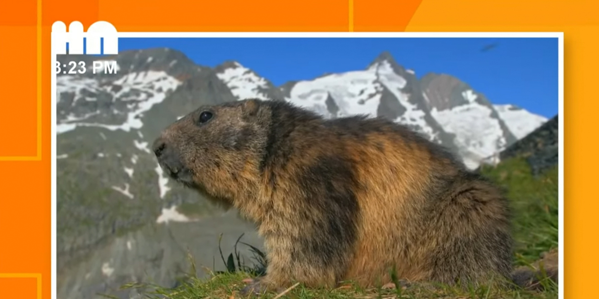Foto: Marmotas y sus secretos: tema central en “La Hora Nick” /TN8
