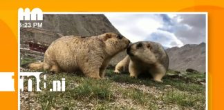 Foto: Marmotas y sus secretos: tema central en “La Hora Nick” /TN8
