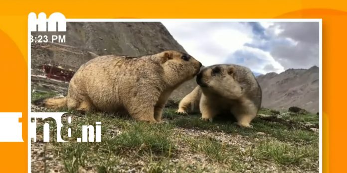 Foto: Marmotas y sus secretos: tema central en “La Hora Nick” /TN8