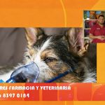 Cuidado con tus perros y gatos: Aumento de enfermedades respiratorias Foto: La salud veterinaria en perros y gatos