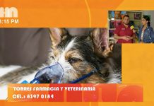 Cuidado con tus perros y gatos: Aumento de enfermedades respiratorias Foto: La salud veterinaria en perros y gatos