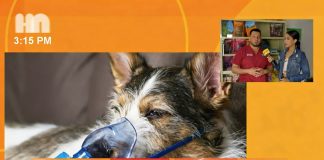 Foto: La salud veterinaria en perros y gatos