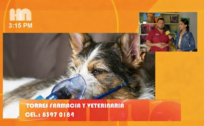 Foto: La salud veterinaria en perros y gatos